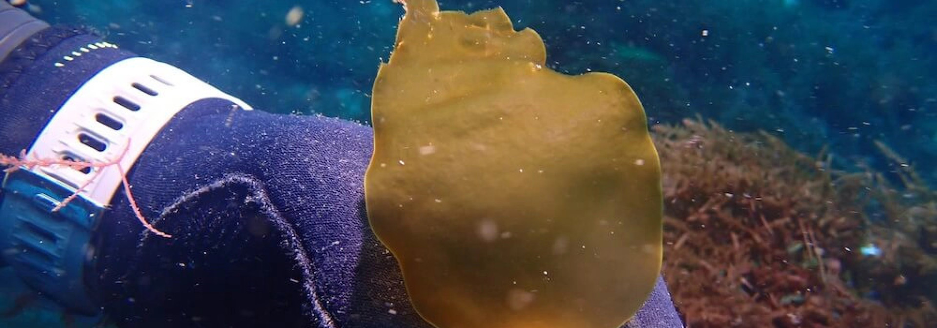 mergulhador a segurar lamina de kelp