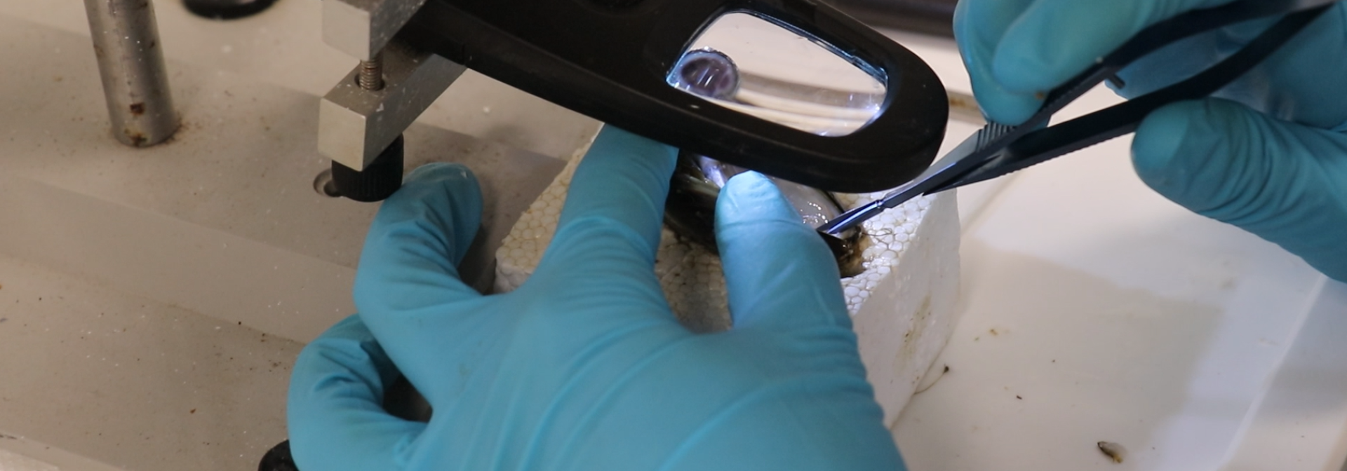 bivalve mantle observation