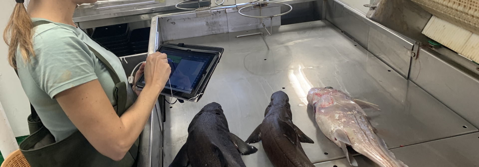 Identificação de tubarões