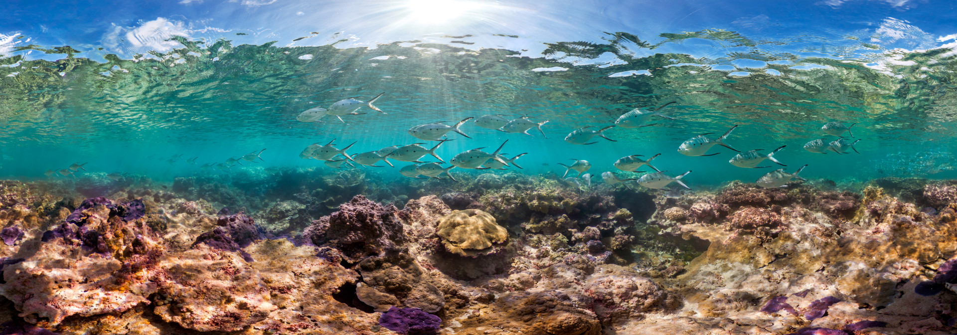 Ocean Image Bank - The Ocean Agency