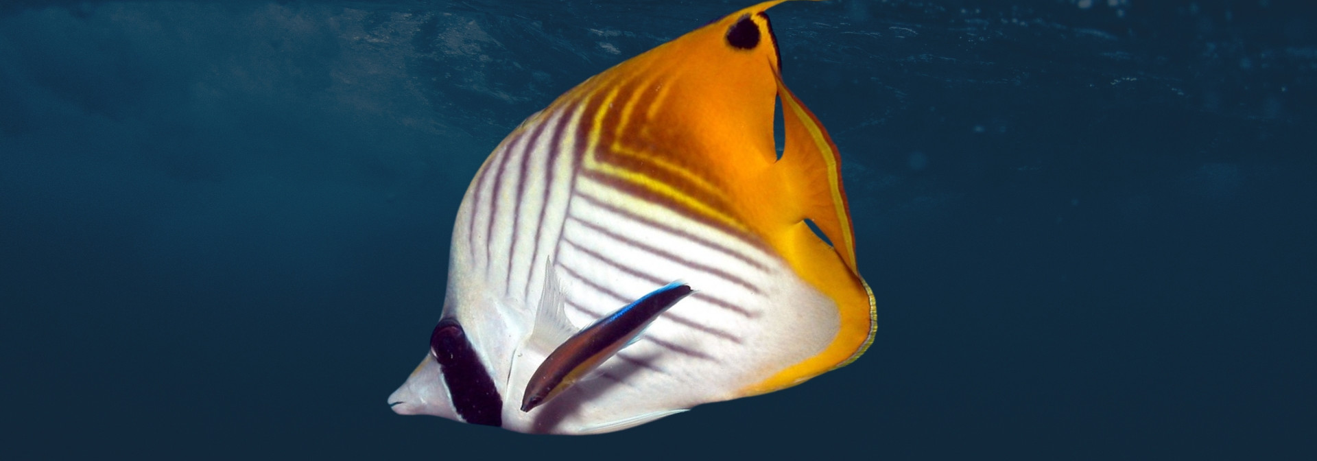 peixe borboleta e peixe limpador