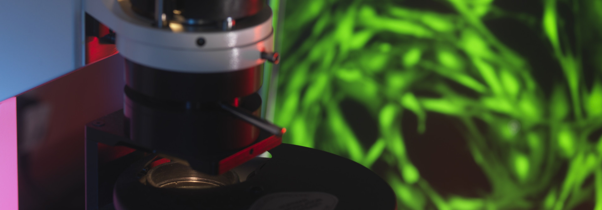 microscope-examination-of-green-cells-for-research