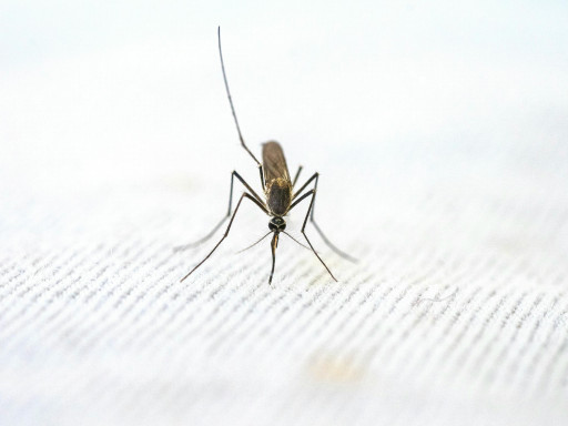 Close-Up View of Mosquito