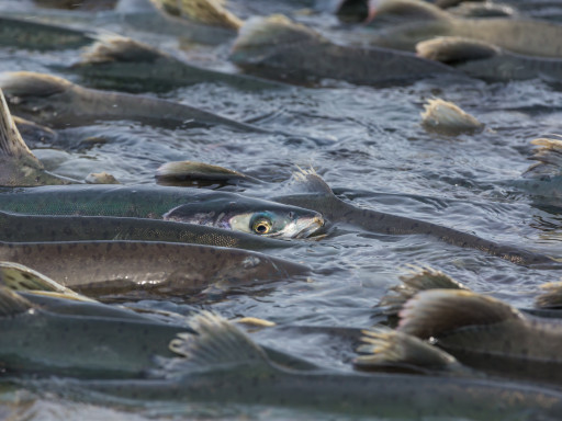 salmon