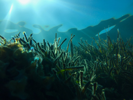 segrass underwater
