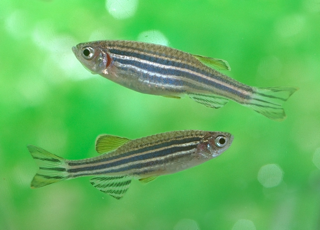 Peixe-zebra (Danio rerio)