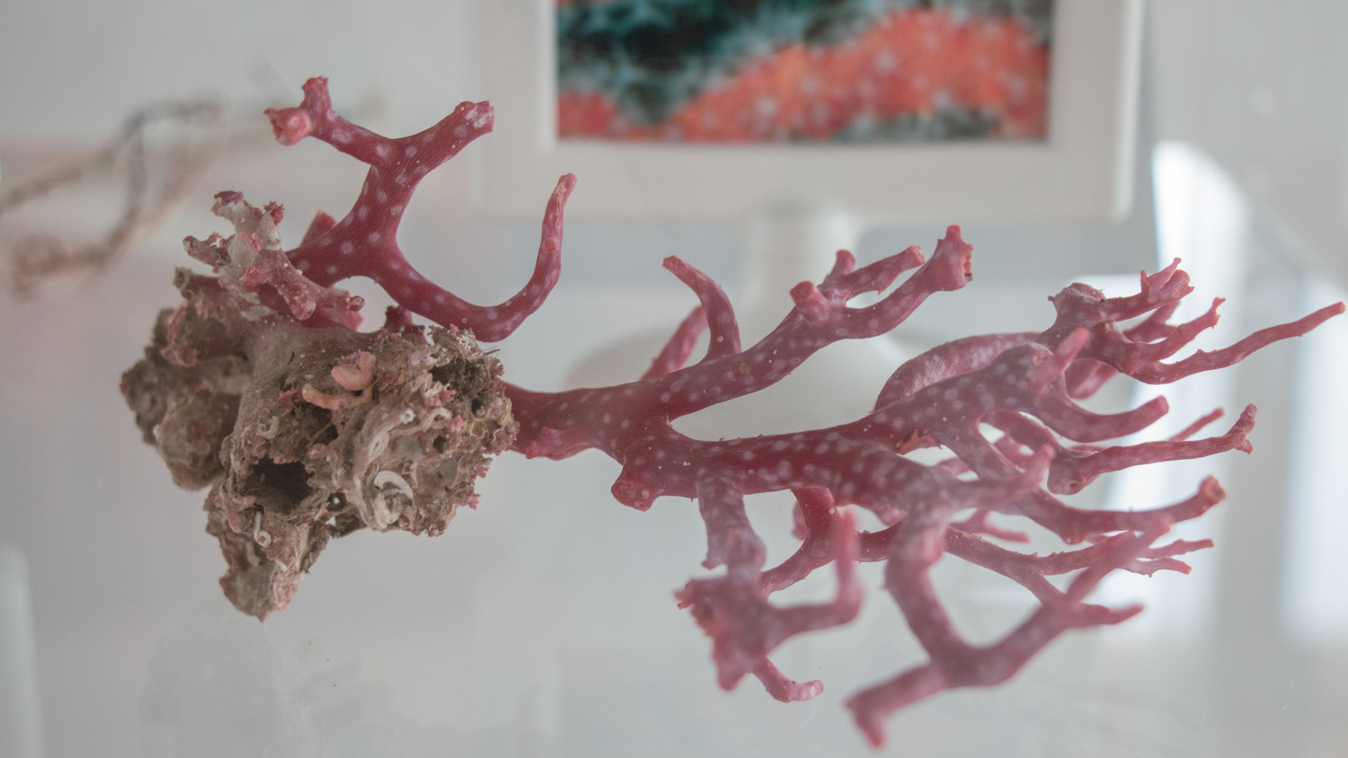 dead coral