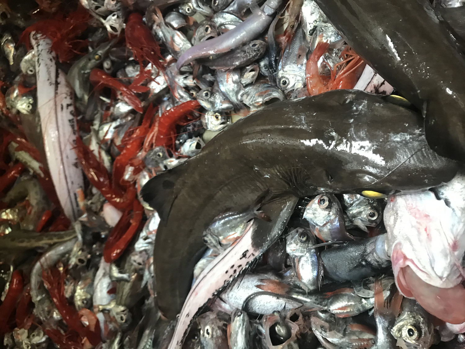 Tubarões de profundidade