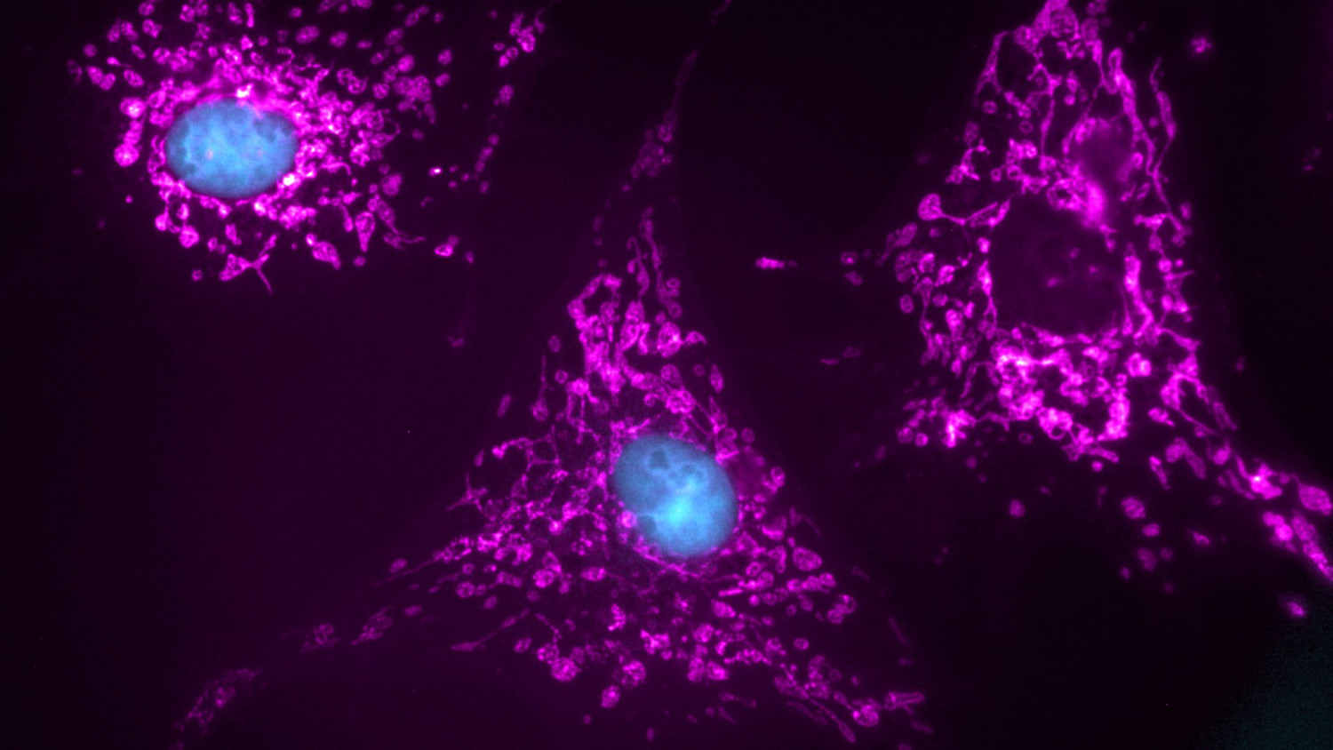 Axioscope BPAE cells 3 Composite