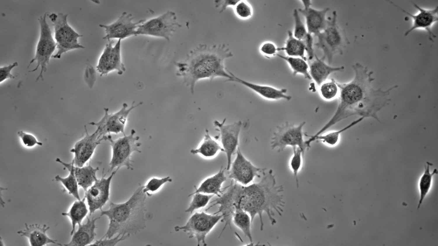 Brightfield Phase Contrast