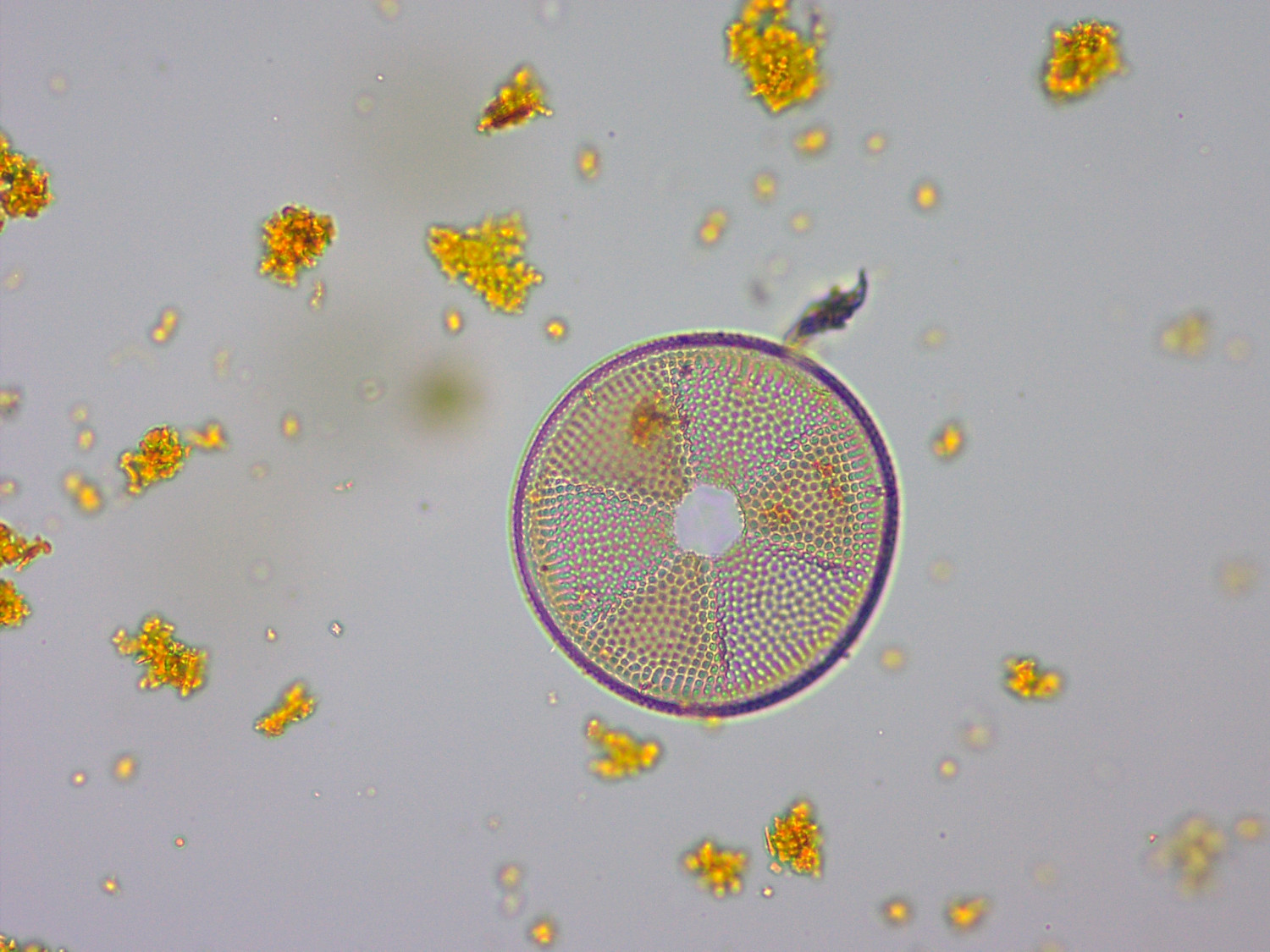 Actinoptychus