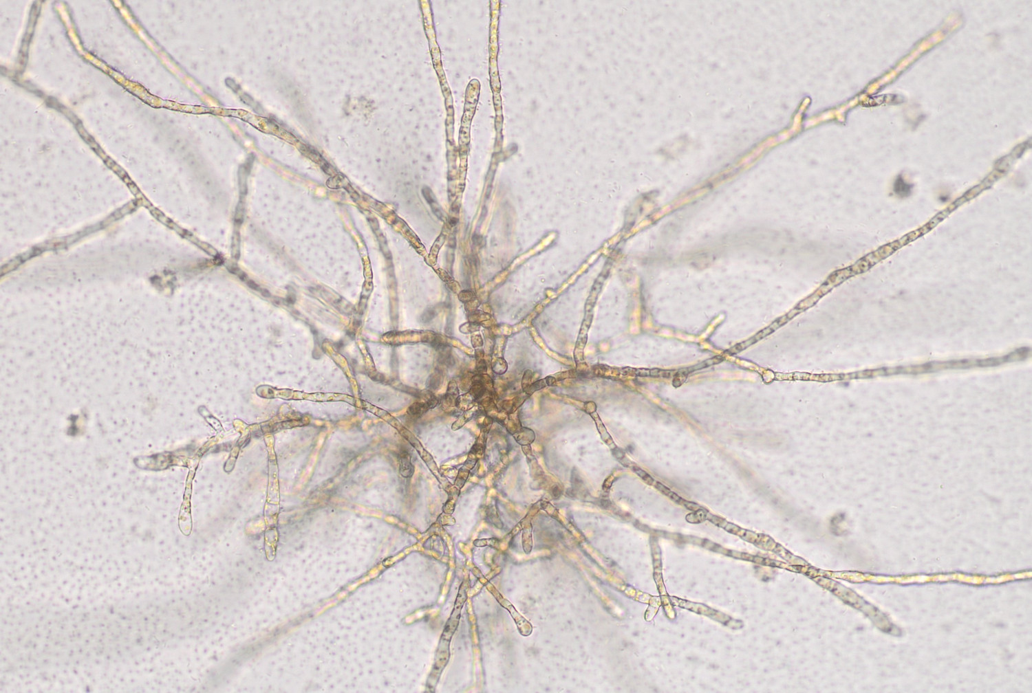 macroalgae gametophyte