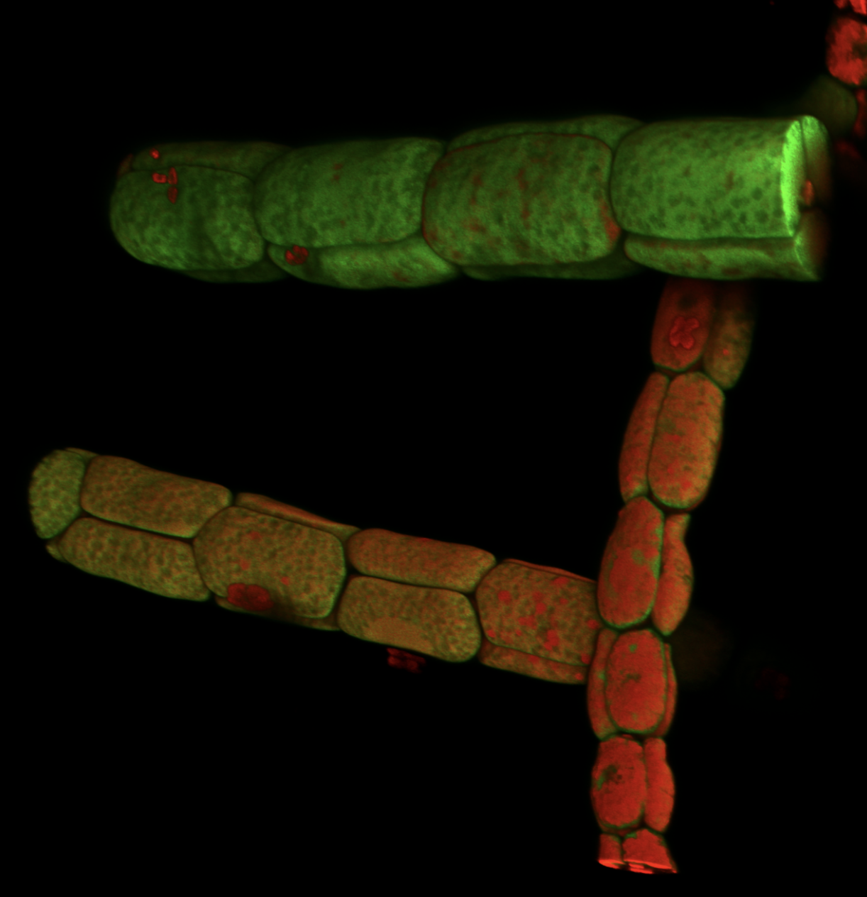 Confocal Leica Stellaris with FLIM