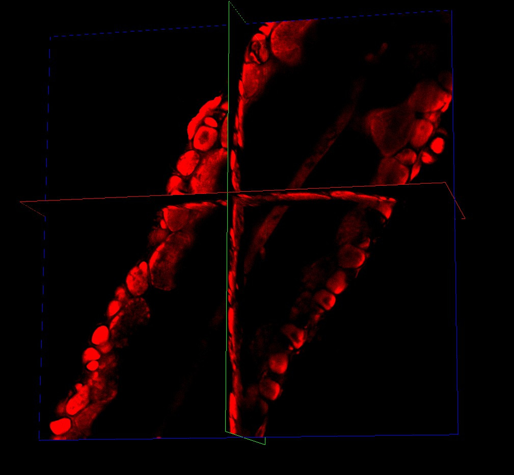 Confocal Leica Stellaris with FLIM 3d red algae orthonogal