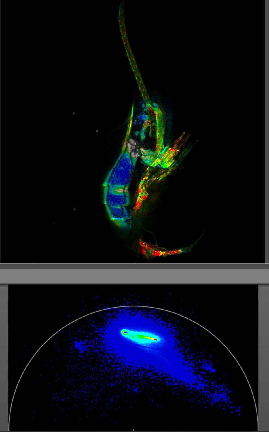 Confocal Leica Stellaris with FLIM