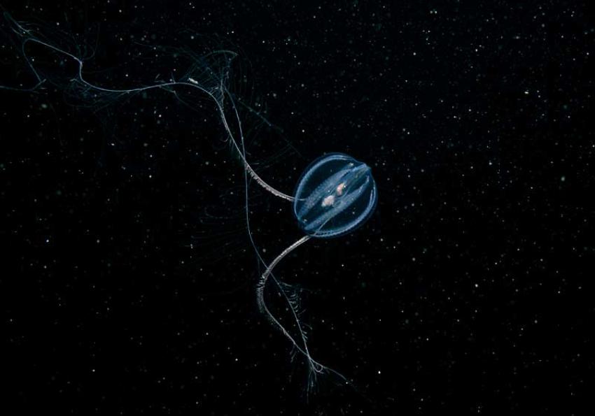 Generic representation of Seminar: Much a-glue about nothing - bioadhesive from the Ctenophore Pleurobrachia pileus