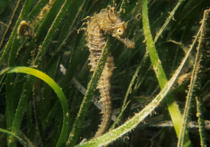 Generic representation of Formação Contínua de Professores - Serviços Ecossistémicos prestados pelos Sistemas Costeiros
