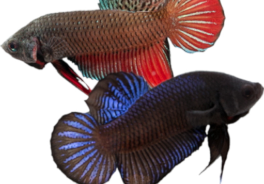 Betta splendens