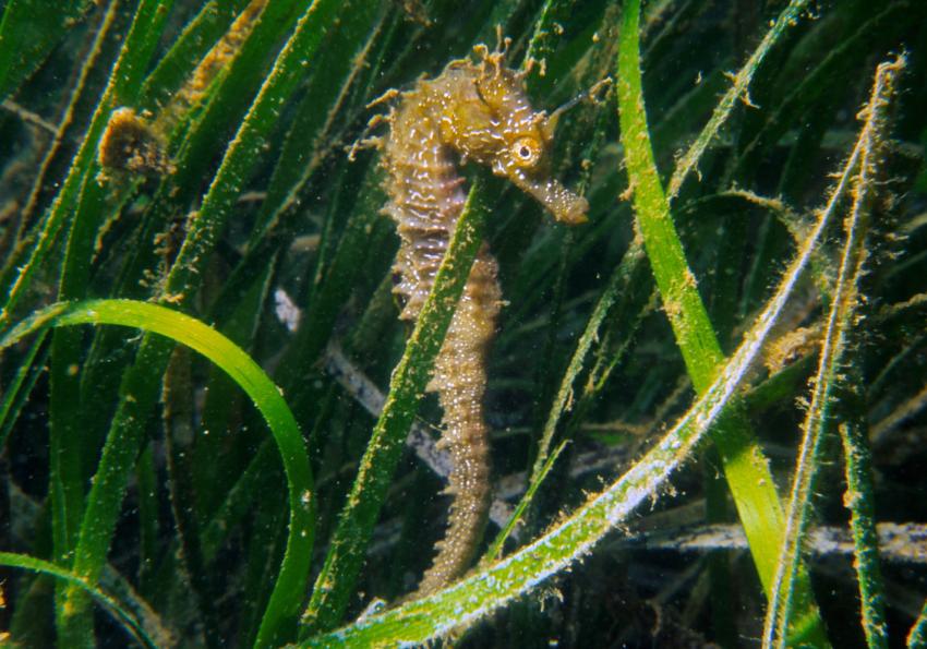 Generic representation of Nas pradarias de ervas marinhas todos os cavalos são marinhos (2ª edição)