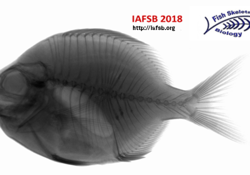 Generic representation of Interdisciplinary Approaches in Fish Skeletal Biology (IAFSB) 2018