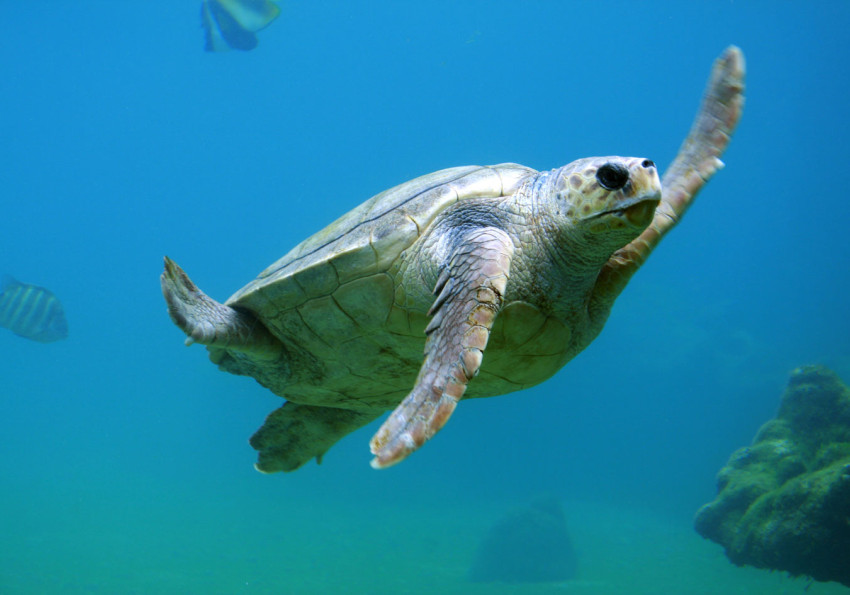 Generic representation of ATT: Ecology and biodiversity of sea turtle breeding grounds on São Tomé Island