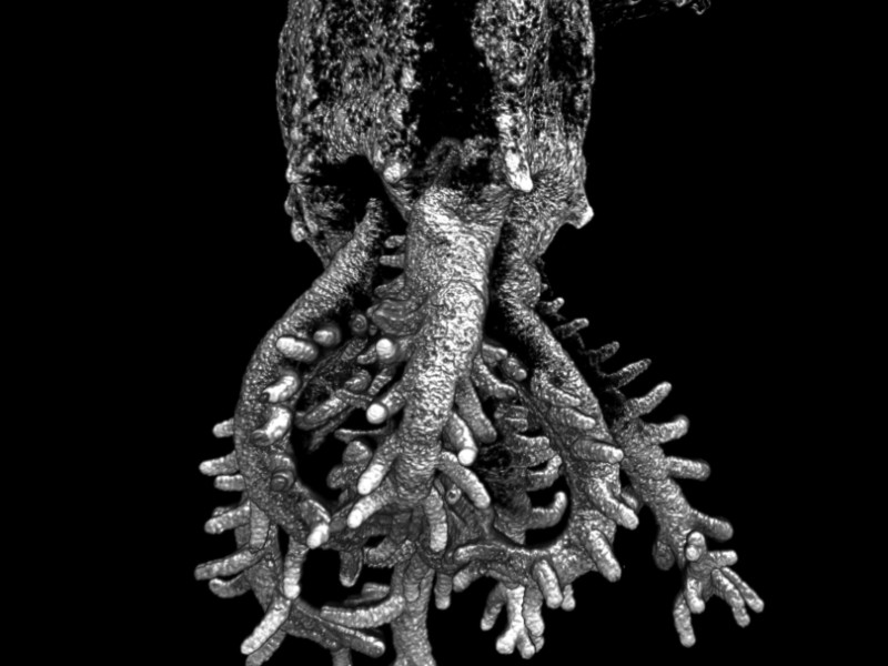 3D model of a coral polyp by lightsheet microscopy. Image credit: Jacques Paysan. Sample courtesy: Christina Egger, BEE Group
