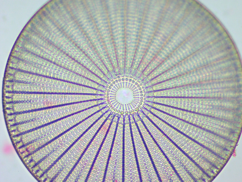 Diatom (Arachnoidiscus sp.). Sample courtesy: Selina Linnemann, Algae Group