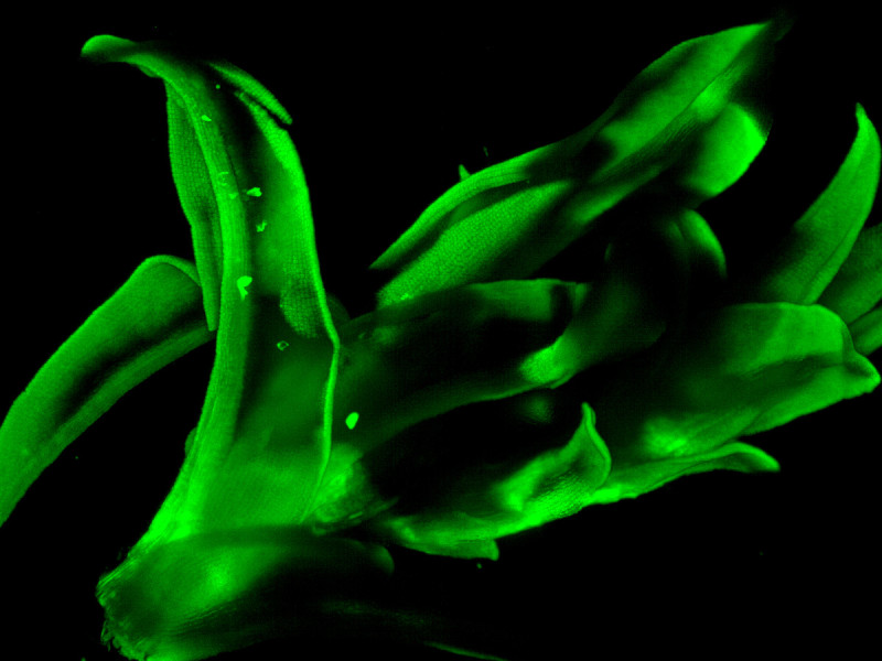 Detail of moss leaves, imaged with Lightsheet microscopy through autofluorescence.