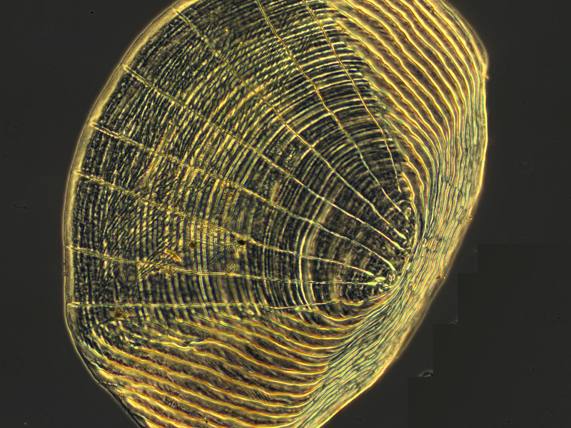 Scale of a zebrafish. Sample courtes: Gil Martins, Bioskel Group