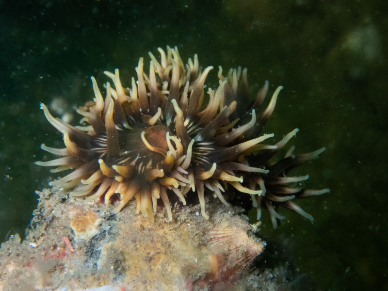 Espécie: Anemonia melanaster