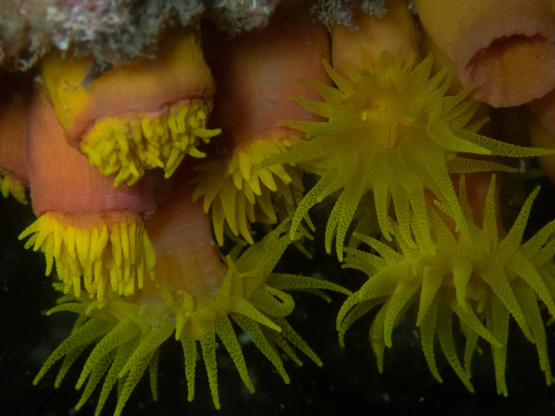 Espécie de Coral: Tubastraea tagusensis (não nativa)