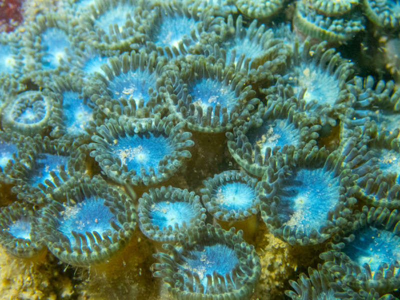 Espécie de Coral: Zoantario