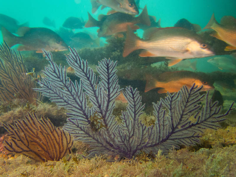 Gorgónias (Leptogorgia) e peixes (Lutjanus goreensis)