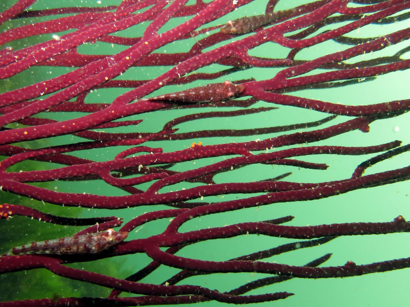 Espécie de peixe: Diplecogaster pectoralis