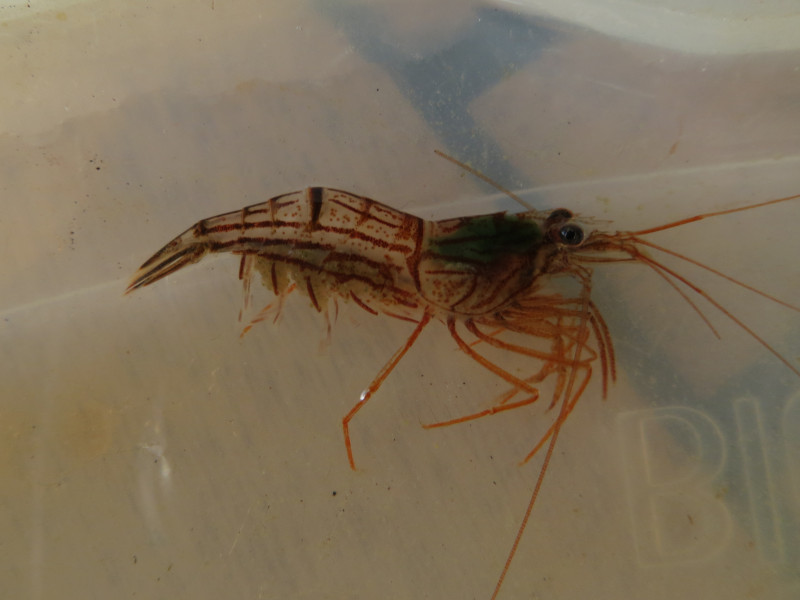 Espécie invasora: Lysmata rauli