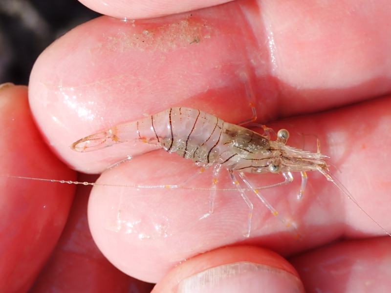 Nova espécie: Género Palaemon