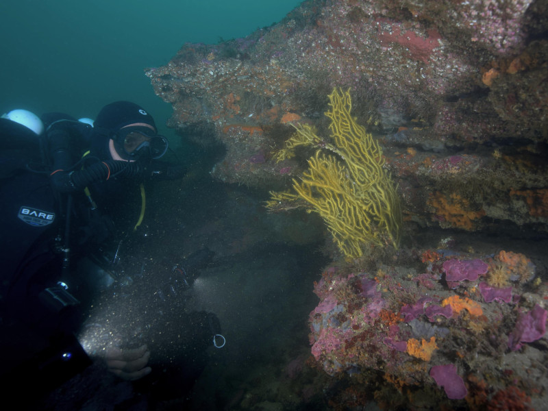 Recife Pedra do valado