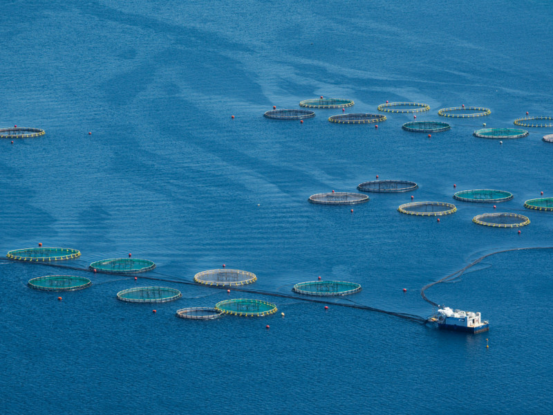 aquaculture offshore