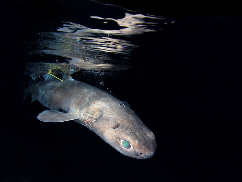 Tubarão Gata-Lixa | Kitefin shark ©Nuno Sá