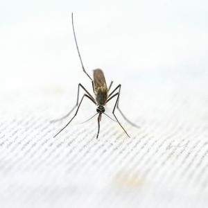 Close-Up View of Mosquito