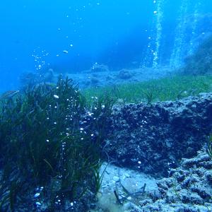 Generic representation of GRASSMET