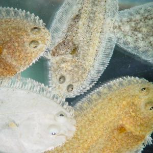 Generic representation of EPISOLE