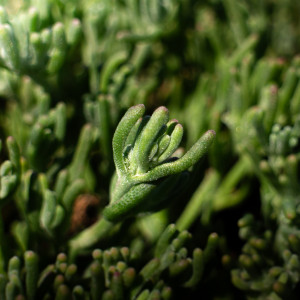 Close-up detail of a marine plant