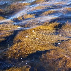 Sargassum muticum