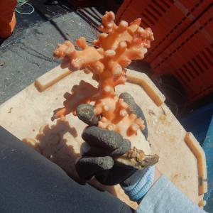 Generic representation of TramSel