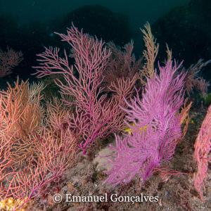 Generic representation of CORALforests