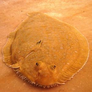 Generic representation of GERMROS