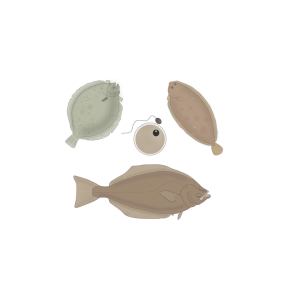 Generic representation of BREEDFLAT