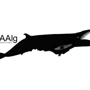 Generic representation of RAAlg