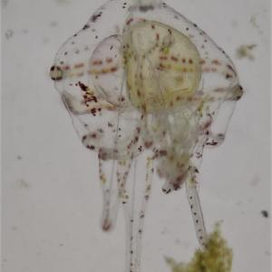 Generic representation of ShellWIN